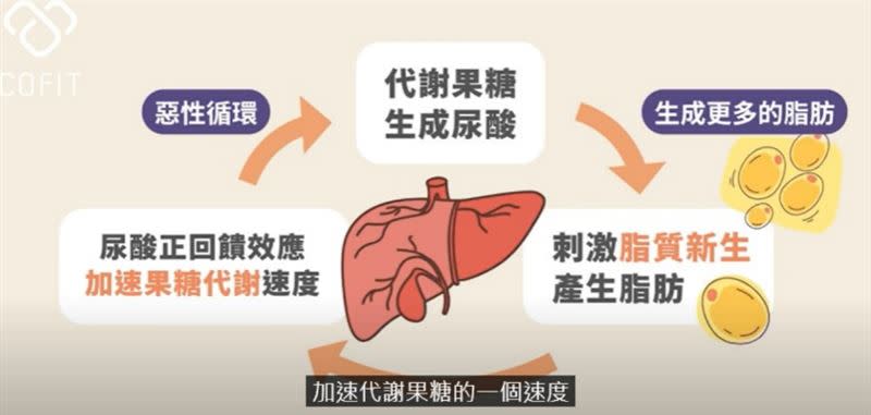 魏士航表示，果糖的代謝過程與酒精非常像，都是經過肝臟代謝，肝臟代謝果糖過程中會生成脂肪。（圖／取自魏士航的YouTube）