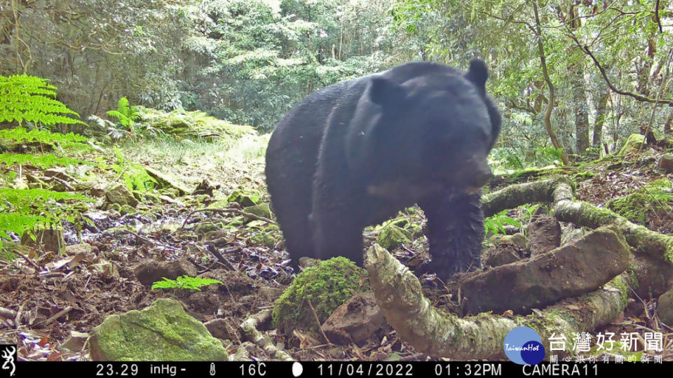玉管處委託研究案紅外線自動相機拍攝到的臺灣黑熊照片（圖/玉管處提供）
