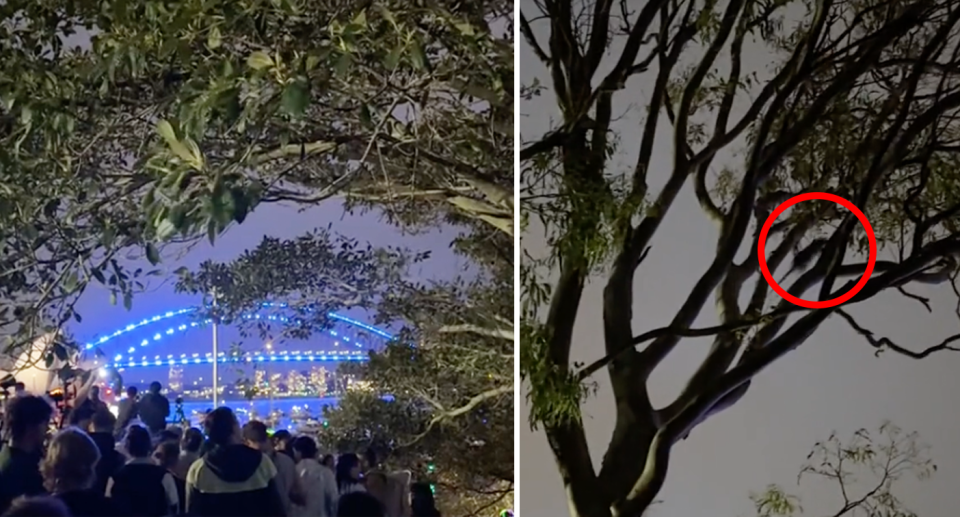 Left, Harbour Bridge lit up as people wait for the Sydney Harbour fireworks. Right, an animal with a long tail can be made out among the trees. 