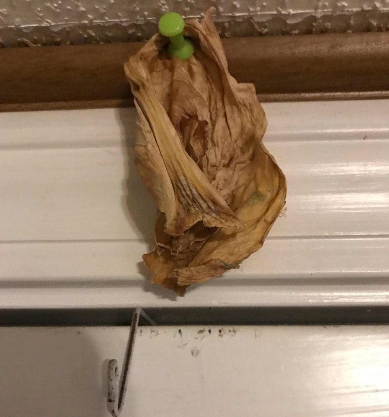 Ryan Helmlinger, who lives in St. Tammany Parish, La., says before cooking his family&#39;s traditional cabbage recipe on New Year&#39;s Day, he hangs one cabbage leaf above the kitchen door to bring good luck throughout the year. (Photo: Ryan Helmlinger)
