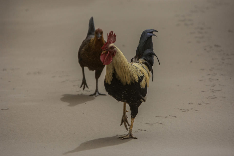 A rooster and a hen walk on the ash-covered main Black Rock road, from the St. Vincent eruption of La Soufriere volcano, on the outskirts of Bridgetown, Barbados, Sunday, April 11, 2021. (AP Photo/Chris Brandis)