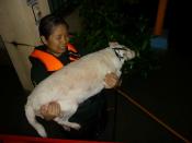 PAWS volunteer Cha Laxamana carries a stranded dog to safety in Riverside, Pasig