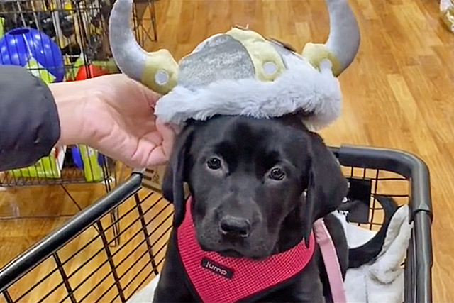 Toddler Shows Dog How to Use Slide In Adorable Video: 'This Is