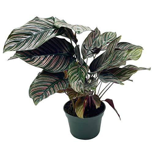 14) Calathea Ornata