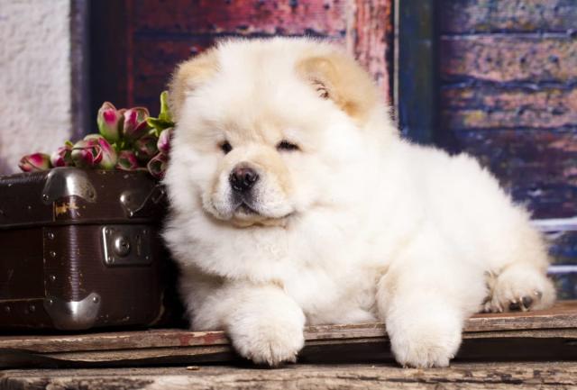 cute chow chow puppies white