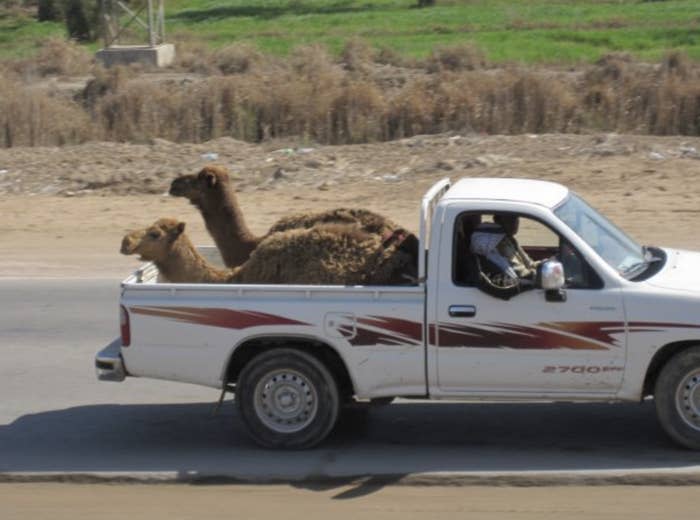 Two camels are in the back of a pick-up truck