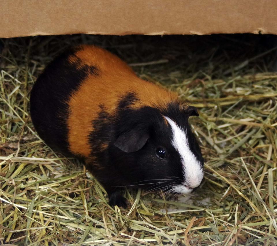 Reece, a guinea pig staying at the Animal Protection Center of Southeastern Massachusetts in Brockton, comes out from under his cardboard house, smelling a bit of food, on Thursday, June 29, 2023.