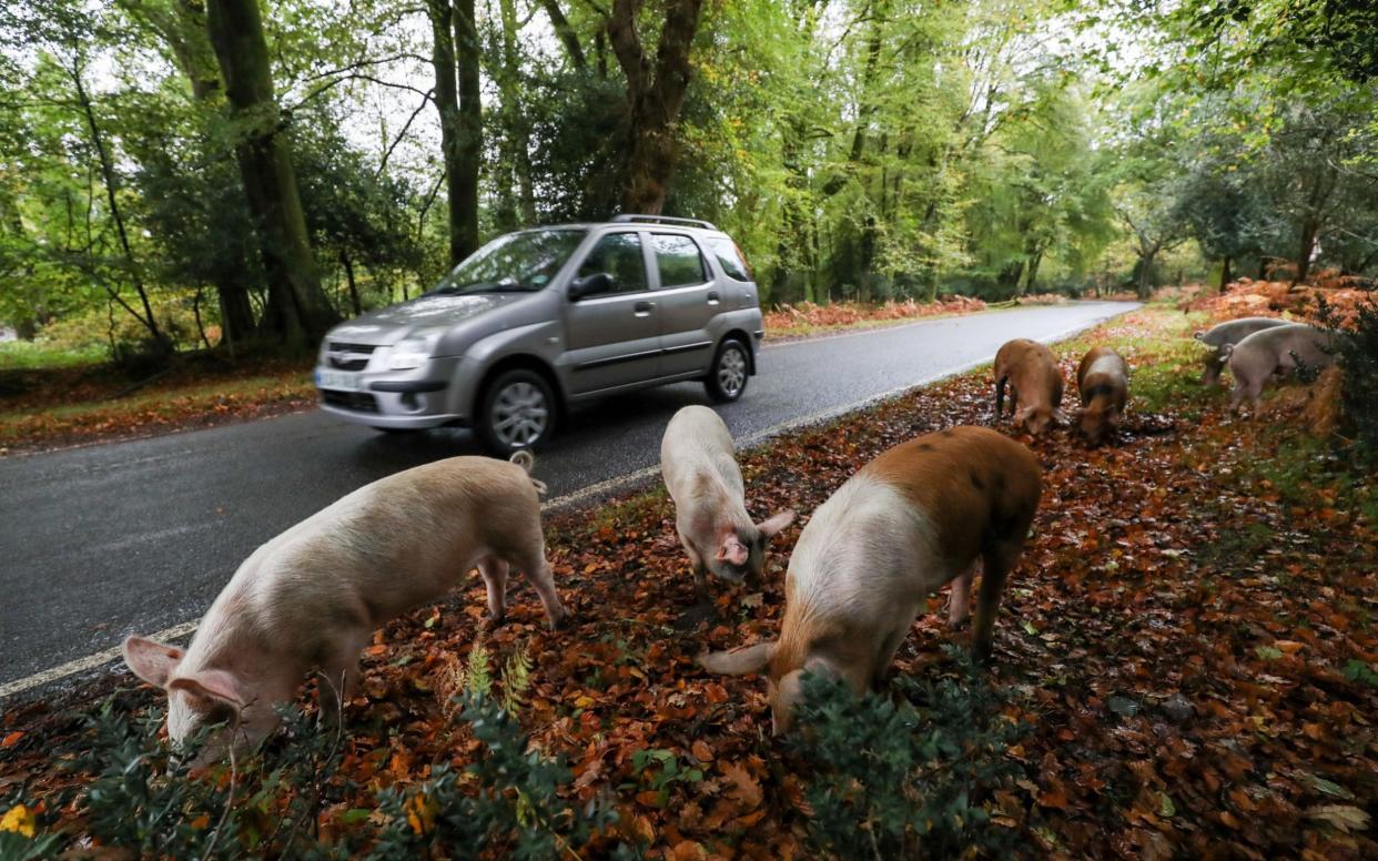 Domestic pigs roam the roadside near Burley, Hampshire, as they take part in Pannage, or 'Common of mast' - Andrew Matthews/PA Wire