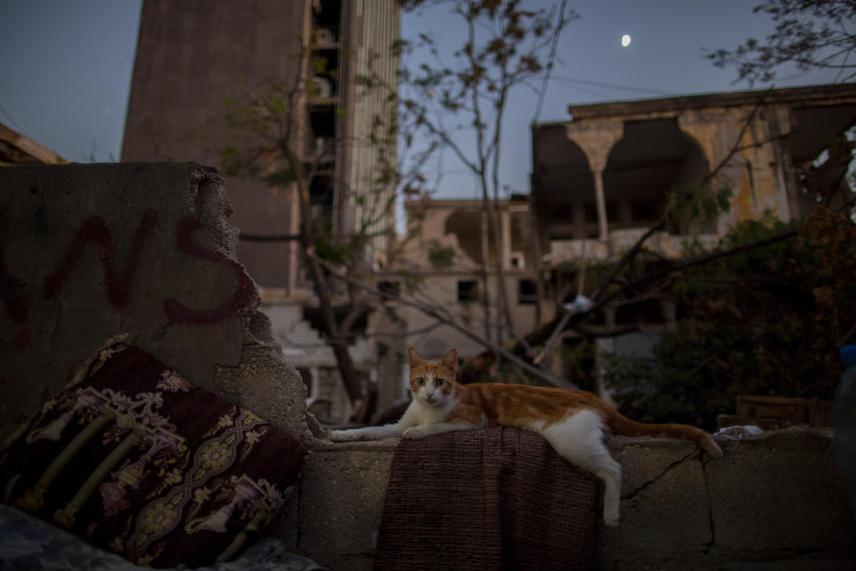 A cat sits between rubble and debris of destroyed houses and buildings near the site of the Aug. 4 deadly blast in the port of Beirut that killed scores and wounded thousands in Beirut, Lebanon, Tuesday, Aug. 25, 2020. (AP Photo/Hassan Ammar)