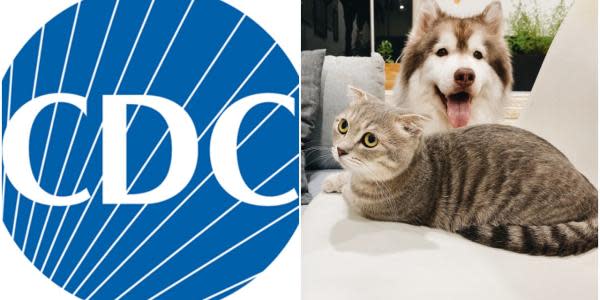 CDC emite recomendaciones para no propagar el coronavirus a mascotas