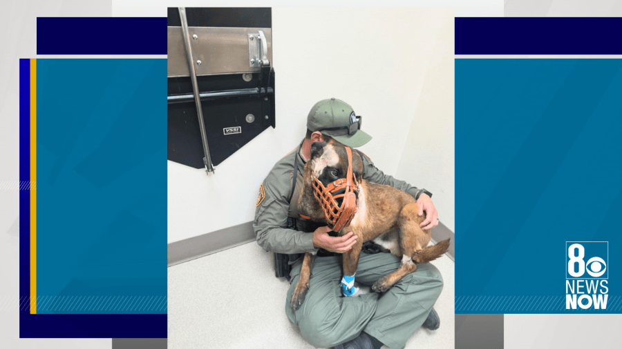 Las Vegas Metro police K9 Enzo was taken into surgery after being stabbed multiple times during a barricade in downtown Las Vegas on March 29, 2024, police said. (LVMPD K9)