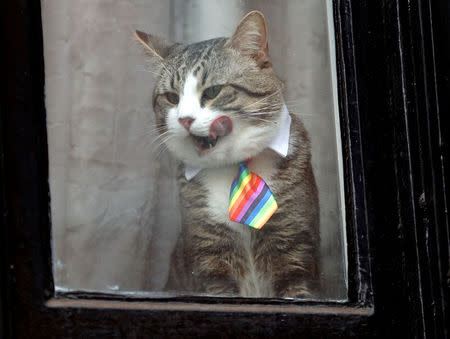 A cat licks its mouth whilst sat in the window of the Ecuadorian Embassy in London, Britain February 13, 2018. REUTERS/Peter Nicholls