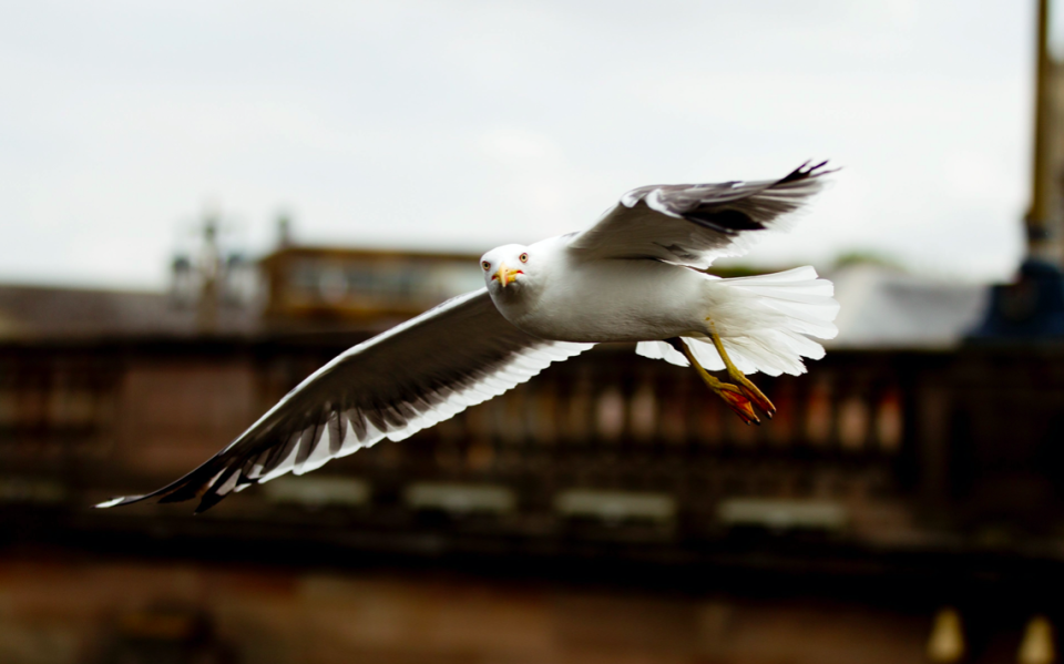 Worcester City Council are now investing £30,000 of taxpayers' cash exploring other options - including using lasers to deter the birds (SWNS)