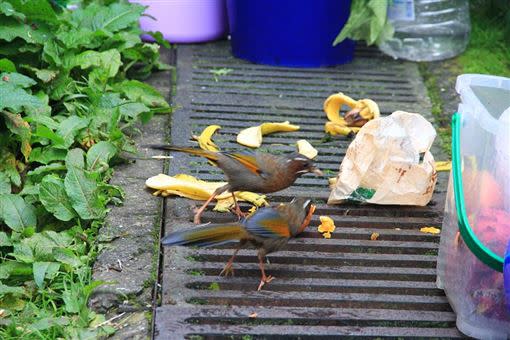 野生動物啃食遊客亂丟的果皮、廚餘。（圖／翻攝自玉山國家公園臉書）