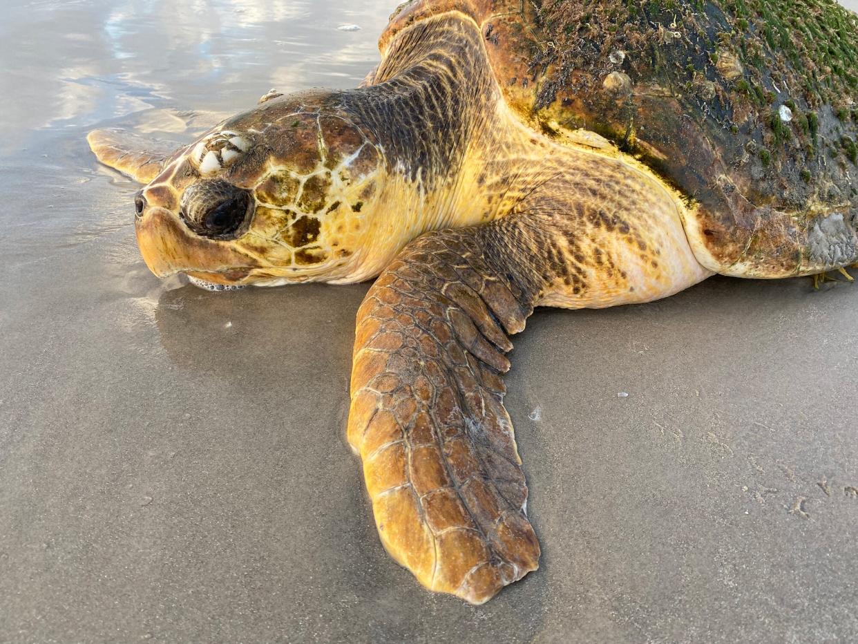 Sea Turtle Rescue Programs, Rehabilitation Facilities Responding to Record Loggerhead Strandings on Texas Coast