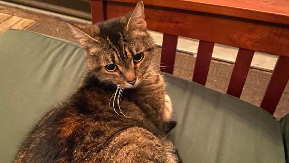 Amid a mental health struggle, Maddie Ellis suggests finding something that helps lift you up. For her, it’s been a cat named Ozzy that visits her doorstep.