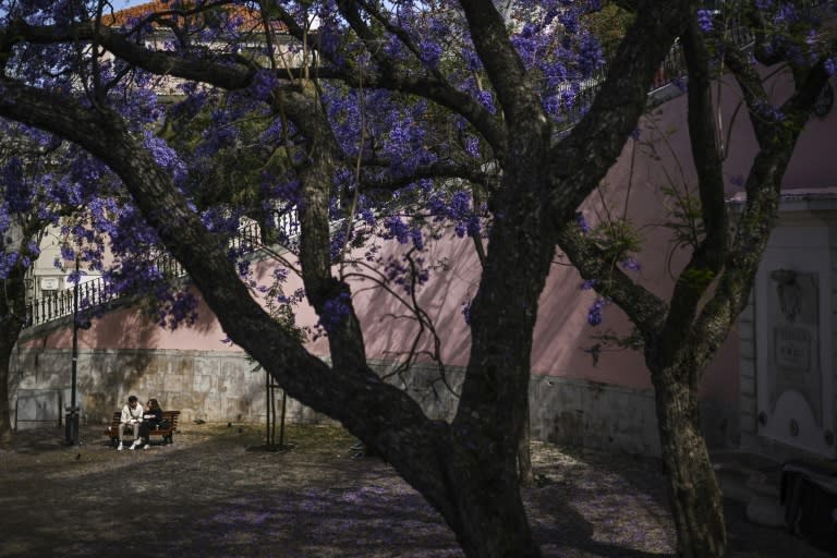 Una pareja de turistas, sentada en un banco bajo unos árboles de jacarandás en el barrio de Alfama, en Lisboa, el 20 de mayo de 2024 (Patricia de Melo Moreira)