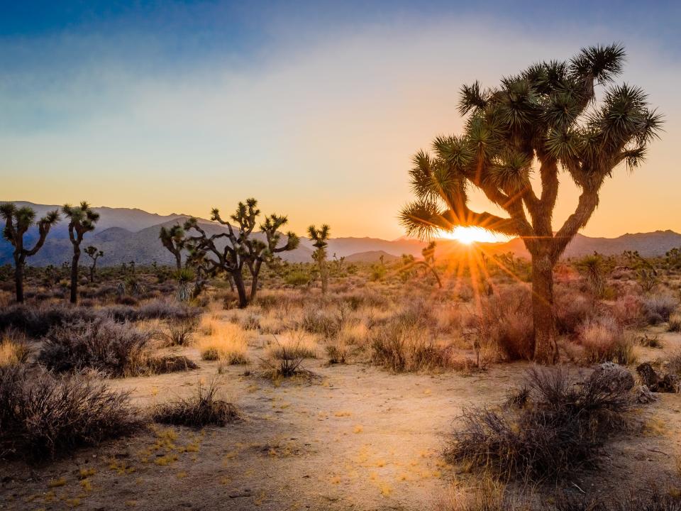 Joshua tree national park