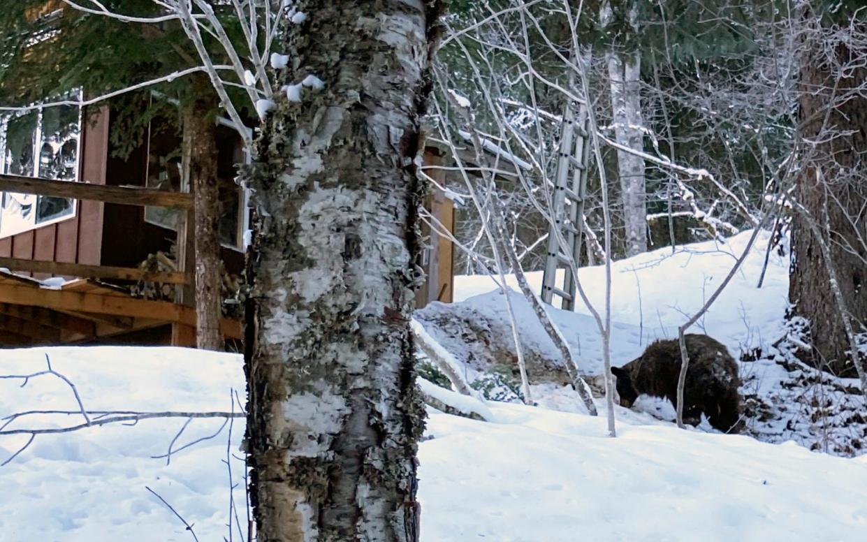 A bear seen near where Alaska resident Shannon Stevens was bit from underneath a toilet - Julia Heinz 