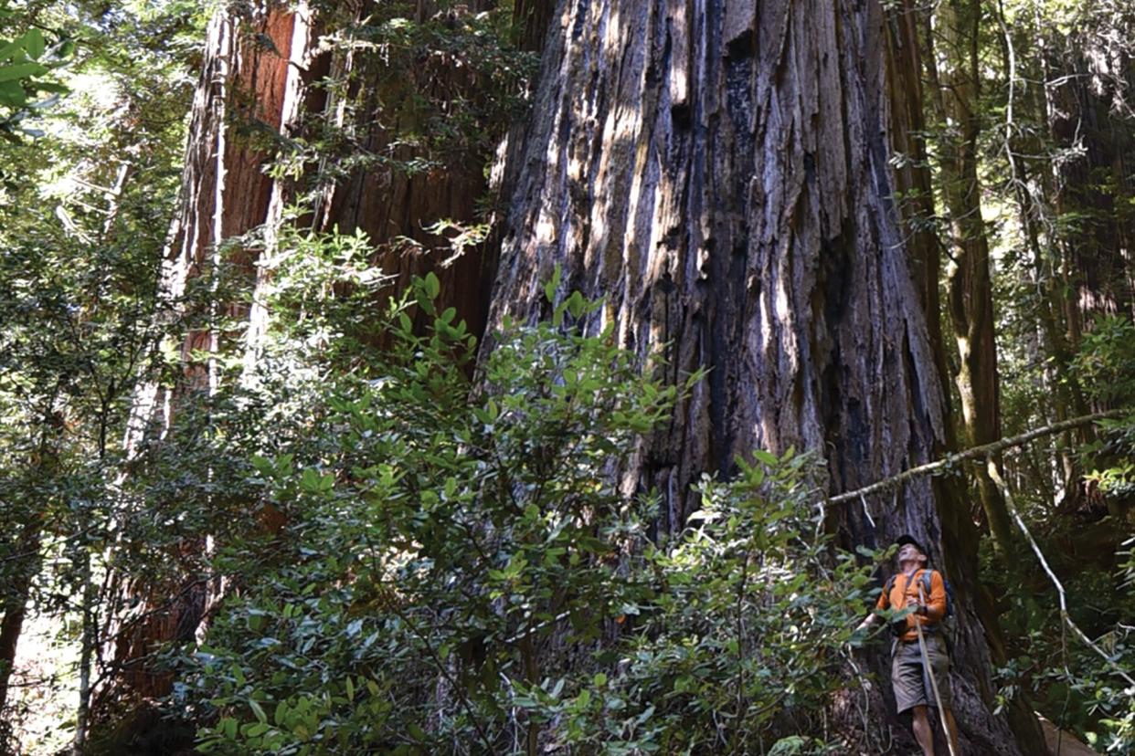 The Hyperion is the world's tallest tree, located in Redwood National Park