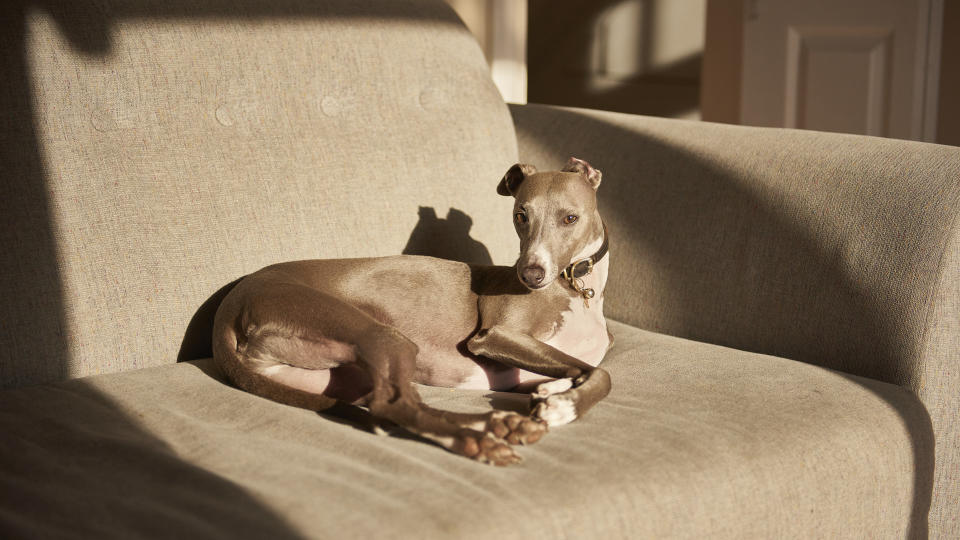 whippet lying in sun on sofa