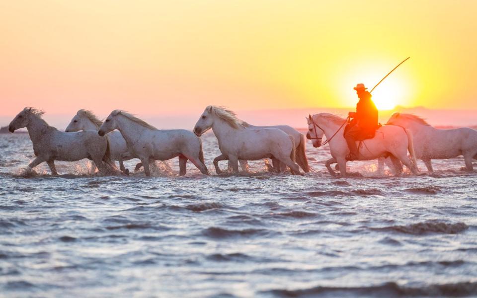 Camargue, France