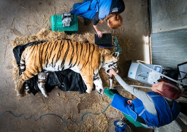 Experts x-ray Amur tiger’s spine