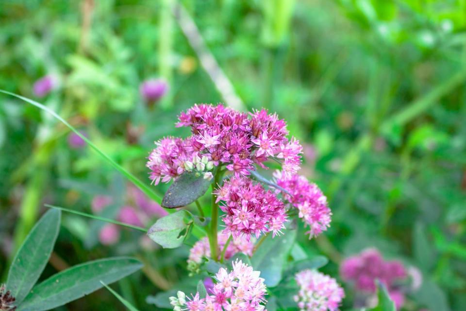 <p>Featuring thick leaves, these star-shaped flowers grow in clusters. We love that they're easy to care for and attract pollinators.</p><p><strong>Bloom season: </strong>Summer and fall</p><p> <a class="link " href="https://www.amazon.com/Scuddles-Garden-Tools-Set-Gardening/dp/B07621FLPW/ref=sr_1_3_sspa?keywords=gardening+kit&qid=1584129763&sr=8-3-spons&psc=1&spLa=ZW5jcnlwdGVkUXVhbGlmaWVyPUEzRzFTWUVQSTFQTDFRJmVuY3J5cHRlZElkPUEwMDMzOTg2MkVDV0dSUUVSWVlOVyZlbmNyeXB0ZWRBZElkPUEwMTYyMTE3VVZYMUc5OVhJTDY1JndpZGdldE5hbWU9c3BfYXRmJmFjdGlvbj1jbGlja1JlZGlyZWN0JmRvTm90TG9nQ2xpY2s9dHJ1ZQ%3D%3D&tag=syn-yahoo-20&ascsubtag=%5Bartid%7C10063.g.35661704%5Bsrc%7Cyahoo-us" rel="nofollow noopener" target="_blank" data-ylk="slk:SHOP GARDENING KIT;elm:context_link;itc:0;sec:content-canvas">SHOP GARDENING KIT</a></p>