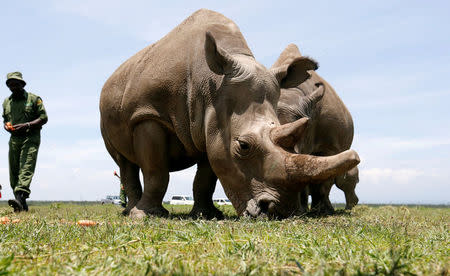 Najin (R) and her daughter Fatou, the last two northern white rhino females, graze near their enclosure at the Ol Pejeta Conservancy in Laikipia National Park, Kenya March 31, 2018. REUTERS/Thomas Mukoya/Files