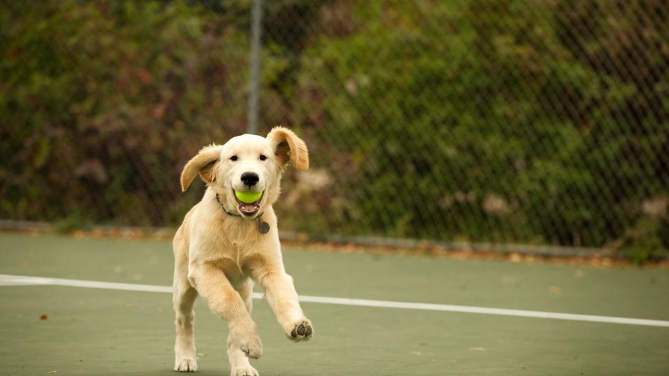 Dog running with tennis ball in his mouth