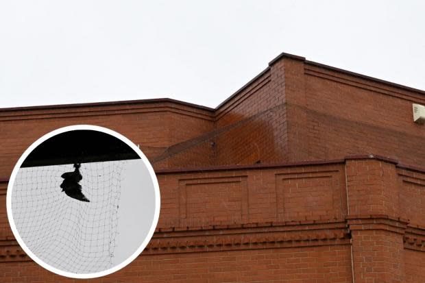 Sparrowhawk trapped in town centre anti-pigeon netting and left to die