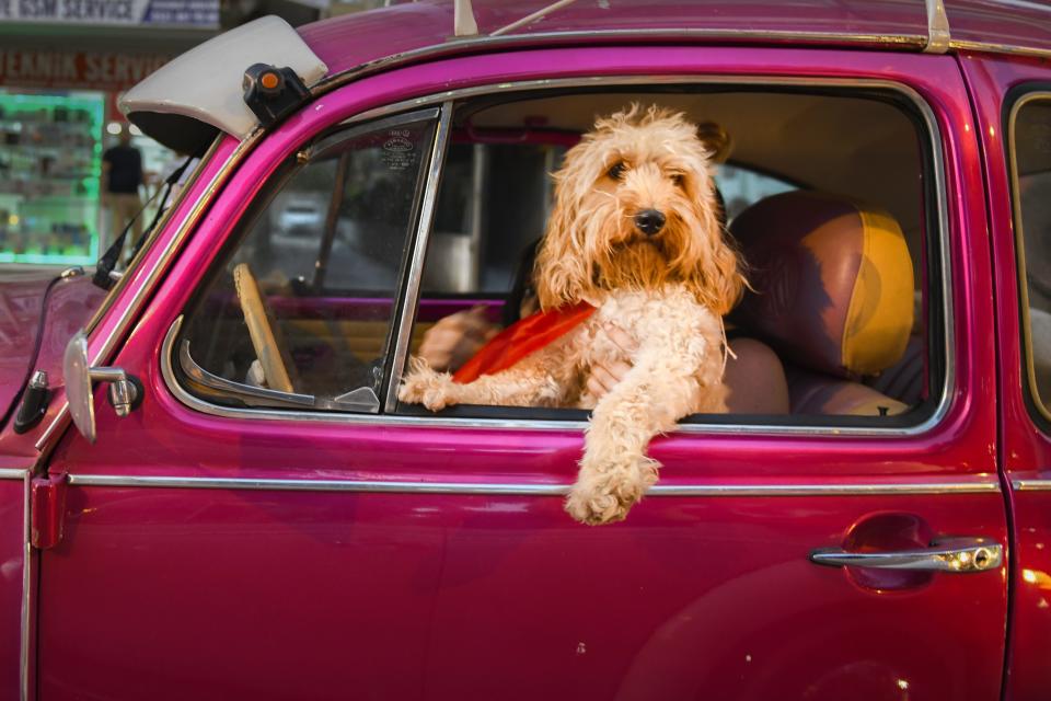 A dog sits in the front seat of a red truck.