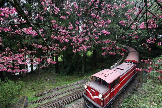 阿里山小火車】阿里山鐵路是國寶關鍵原因是這個