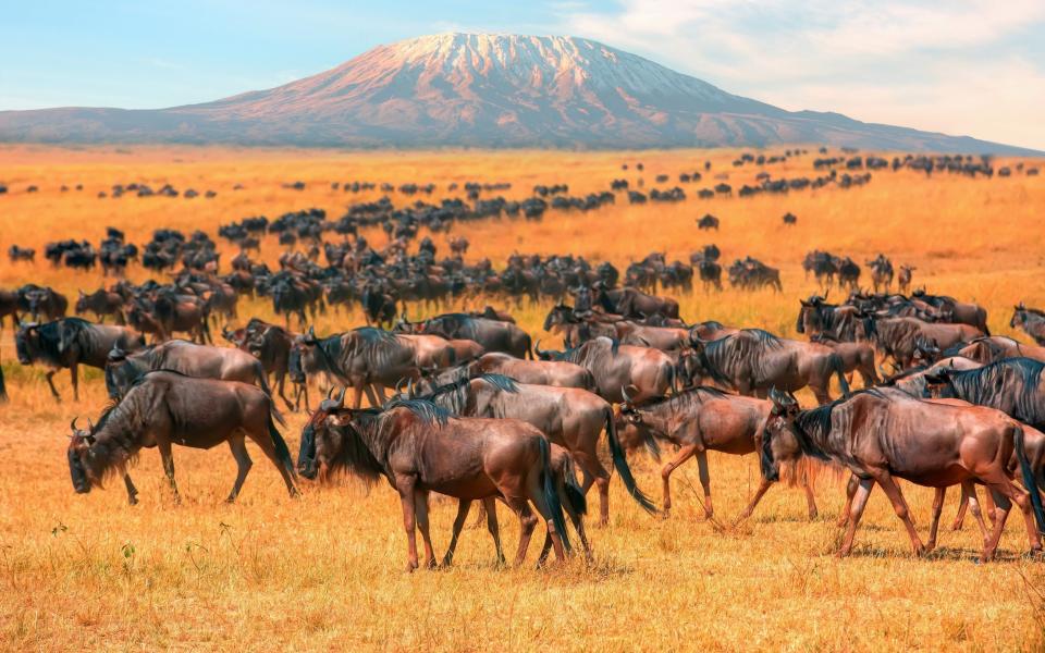 Wildebeest migration in Kenya - Ayzenstayn/Moment RF