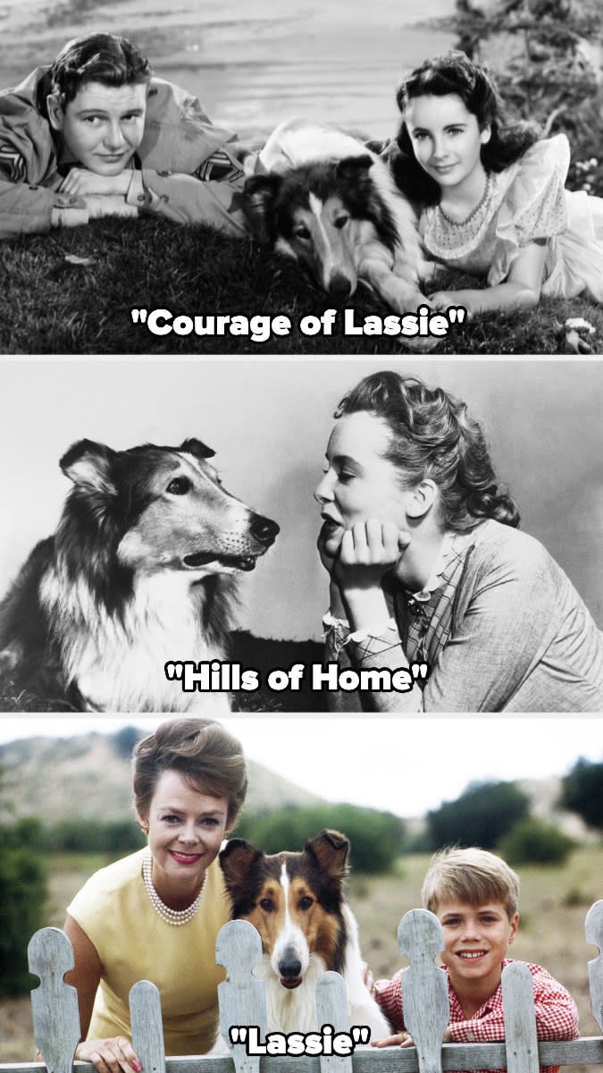 Rough Collie pictured in "Courage of Lassie," "Hills of Home," and "Lassie"