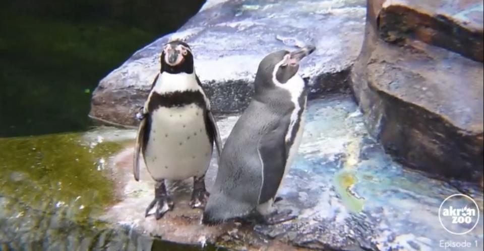 A pair of penguins hanging out together at Penguin Point, as pictured in Episode 1 of "The Young and the Flightless."