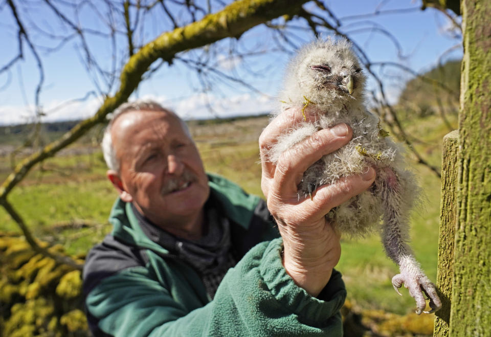 <p>Martin Davison, ornithologist for Forestry England, rings a baby tawny owl chick in Kielder Forest, Northumberland, where wildlife experts are continuing to work on the UK's longest running study of the birds. Picture date: Wednesday May 19, 2021.</p>
