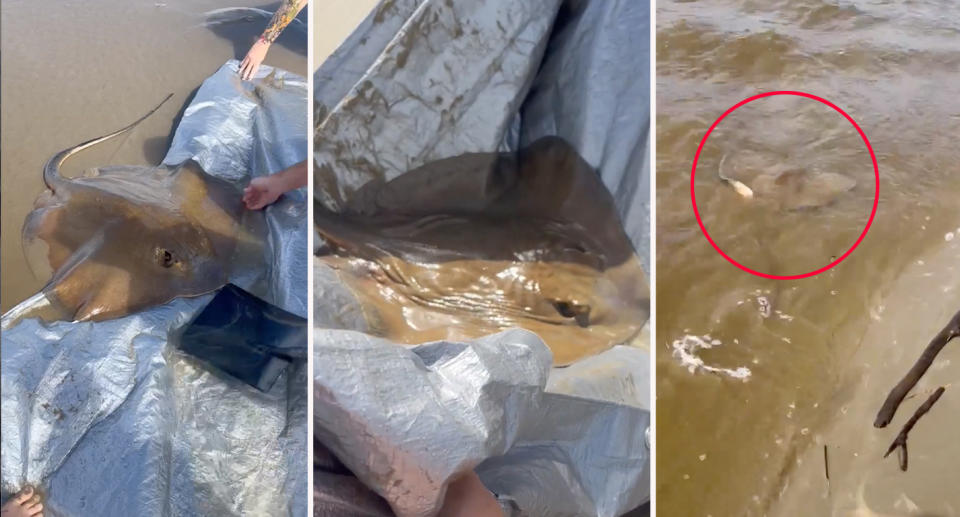 Adult stingray being carried on silver tarp at during rescue at Gerroa beach before being placed back into the ocean. 