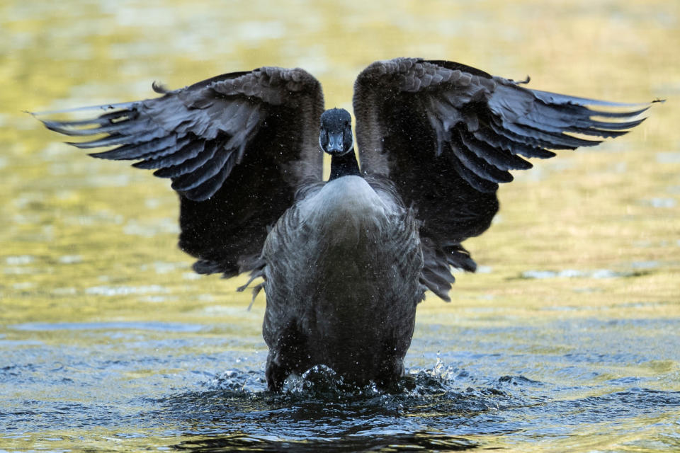 <p>„Gans“ entspannt. Diese Kanadagans lässt es sich im St. James’s Park in London gut gehen und gönnt sich ein wenig Wellness. Beim Putzen ihrer Flügel schlägt sie diese imposant auseinander und liefert einen Schnappschuss mit beeindruckender Pose. (Bild: Dan Kitwood/Getty Images) </p>