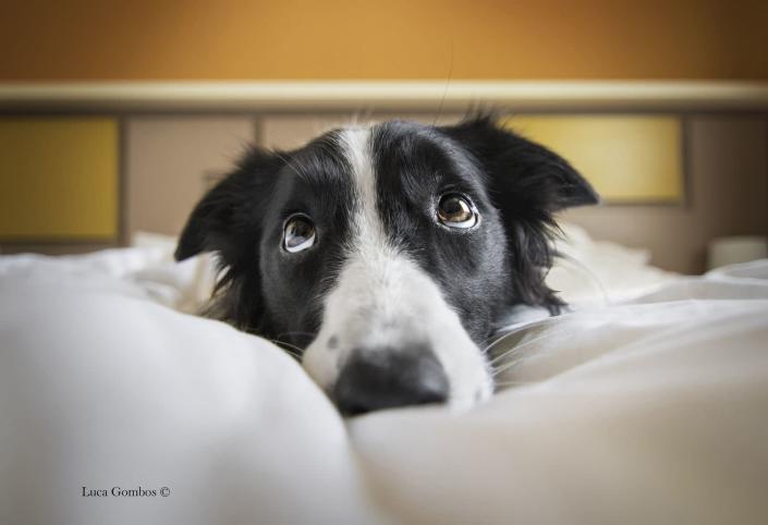 <p>17-year-old Luca Gombos took this image of Lia, a Border Collie, during a family holiday. </p>