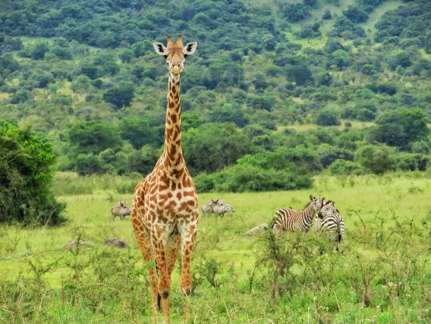 A giraffe in Akagera National Park in Rwanda, Africa