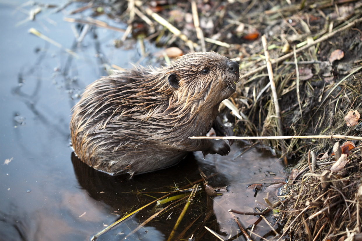 Beaver