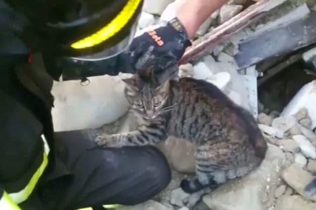 Cat pulled from rubble two weeks after earthquake