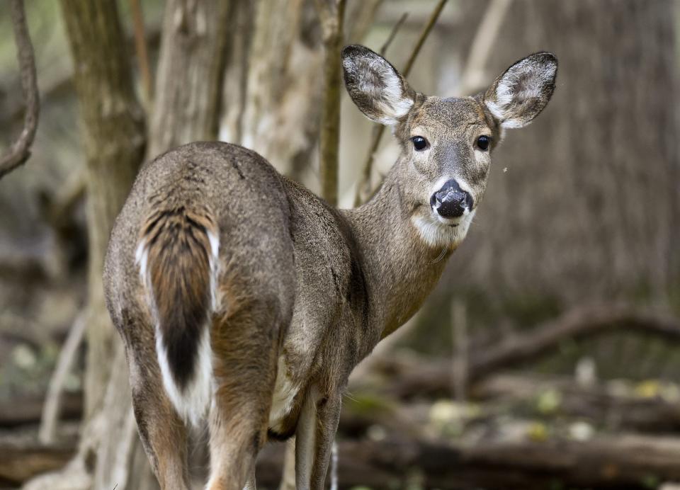 FILE - A whitetail deer looks for food in the woods in the Wyomissing Parklands Thursday afternoon November 19, 2020. (Photo by Ben Hasty/MediaNews Group/Reading Eagle via Getty Images)