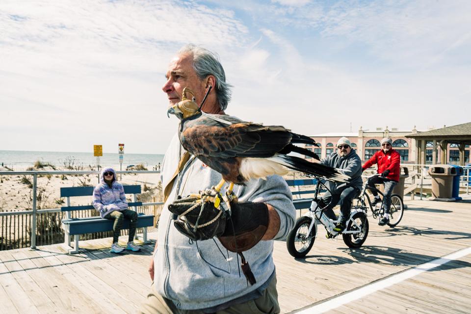 man carries harris's hawk on Jersey boardwalk as tourists observe