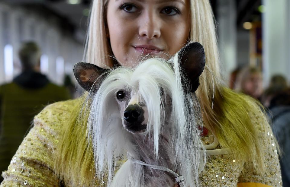 A Chinese Crested and handler Lydia Frey pose in the Judging area during Day One of competition at the Westminster Kennel Club 141st Annual Dog Show in New York on February 13, 2017.&nbsp;