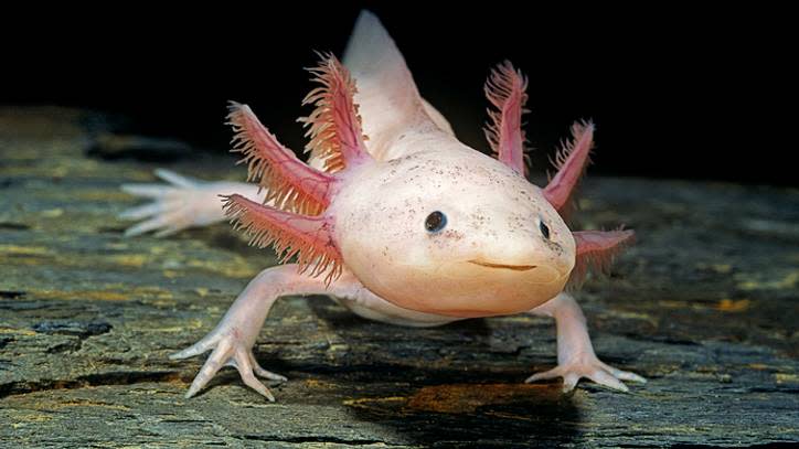  axolotl  