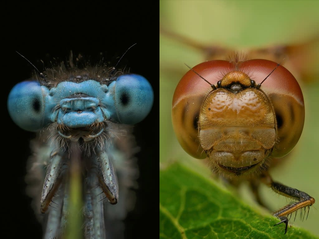 ‘They’re not menacing, they’re actually cute,’ he says (Jamie Thorpe/SWNS)