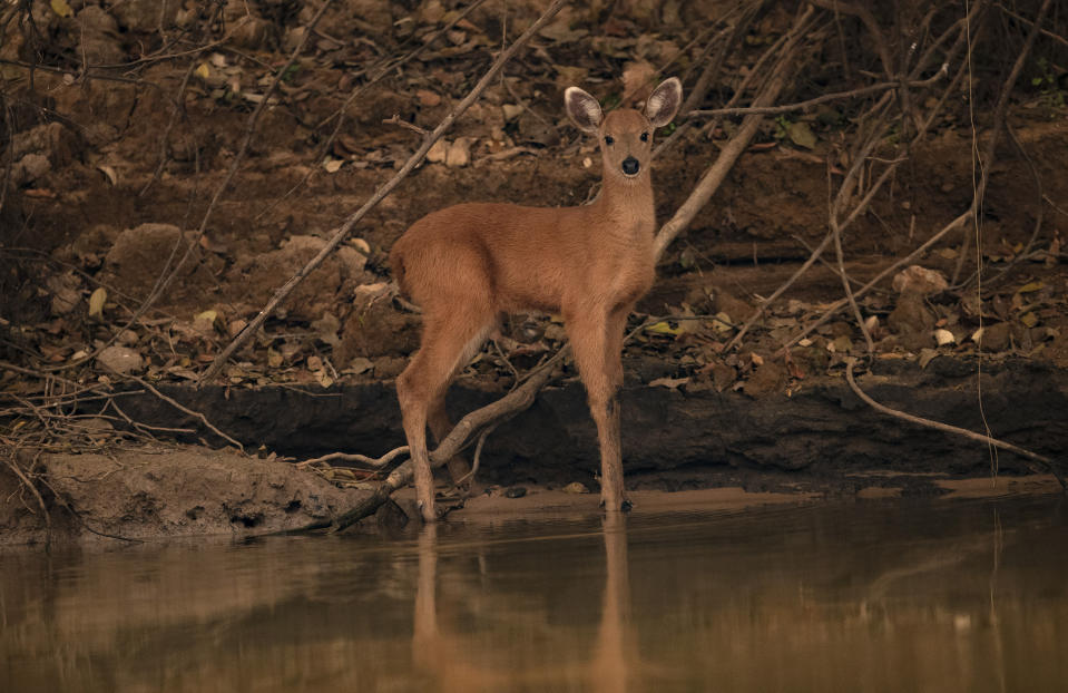 A fawn stands on the banks of the Piqueri river in the Encontro das Aguas Park near Pocone, Mato Grosso state, Brazil, Saturday, Sept. 12, 2020. The Pantanal is the world’s largest tropical wetlands, popular for viewing jaguars, along with caiman, capybara, deer and more. This year the Pantanal is exceptionally dry and burning at a record rate. (AP Photo/Andre Penner) (AP Photo/Andre Penner)