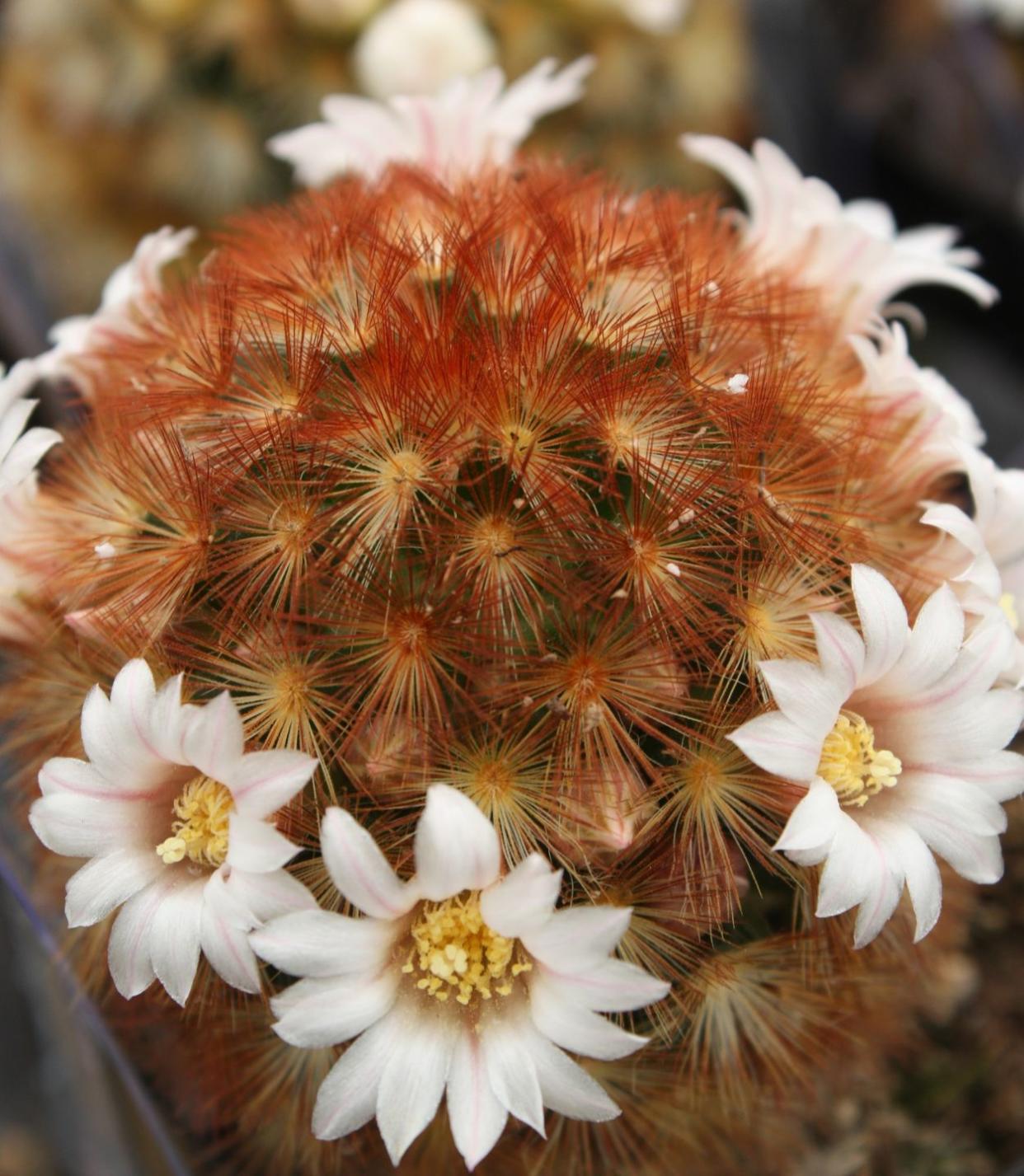 flowering cacti debra lee baldwin mam carmenae